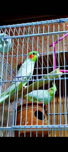 Package, Lovebird ( green offline) & White ( breading pair )