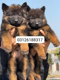 Garman shepherd puppies for sale 03126188317call wahtasp