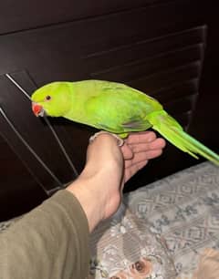 green parrot with cage. . Whatsapp number:03333459624