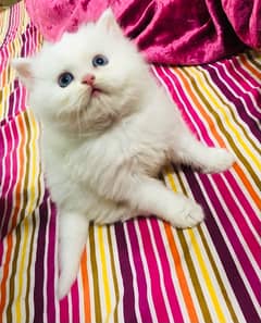 white tripple coat persian