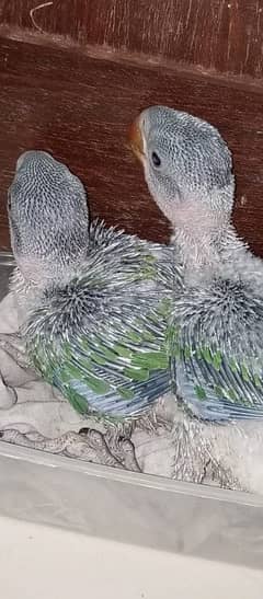 kashmiri raw parrot chick