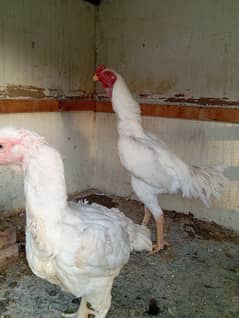 male pure white shamo female pure white kandhari