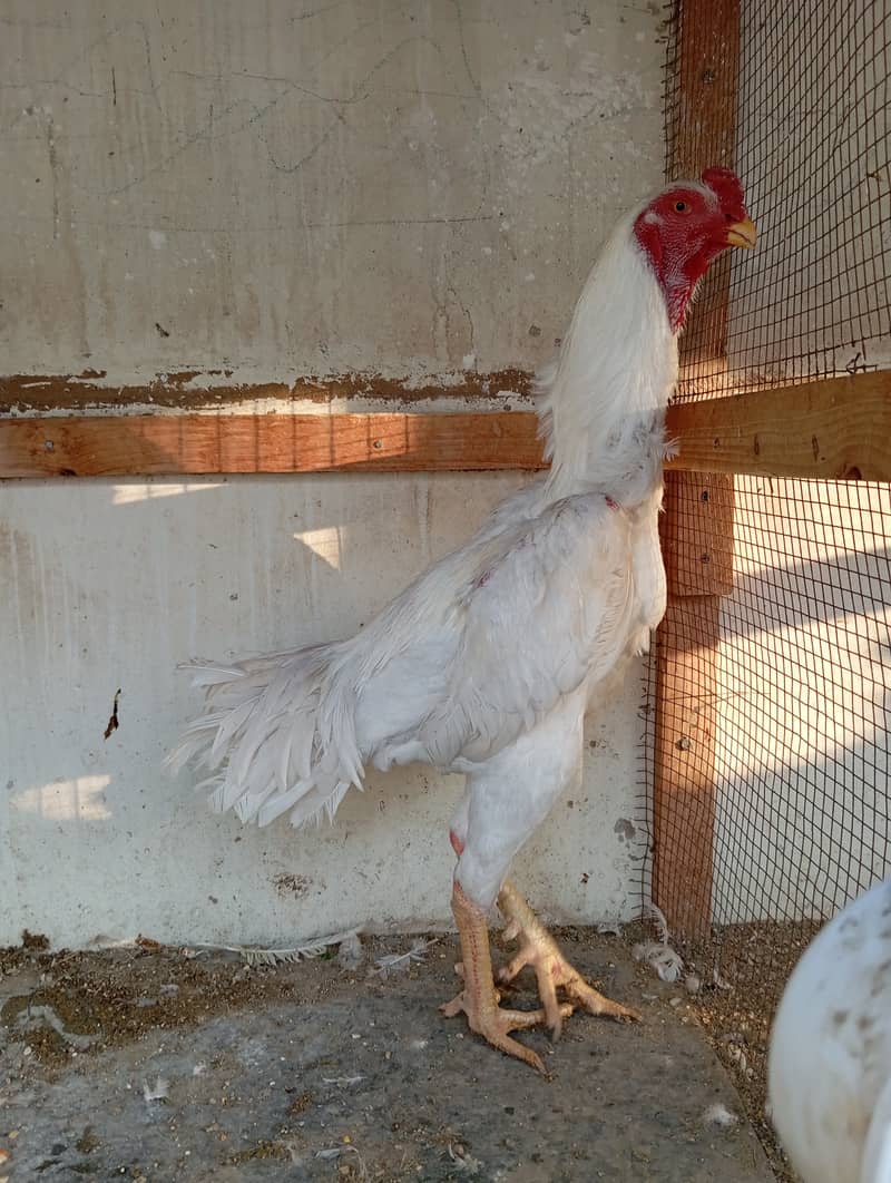 male pure white shamo female pure white kandhari 1