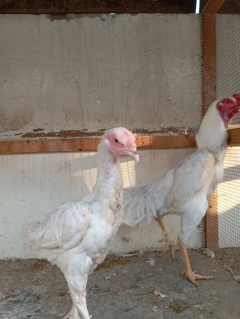 male pure white shamo female pure white kandhari 2