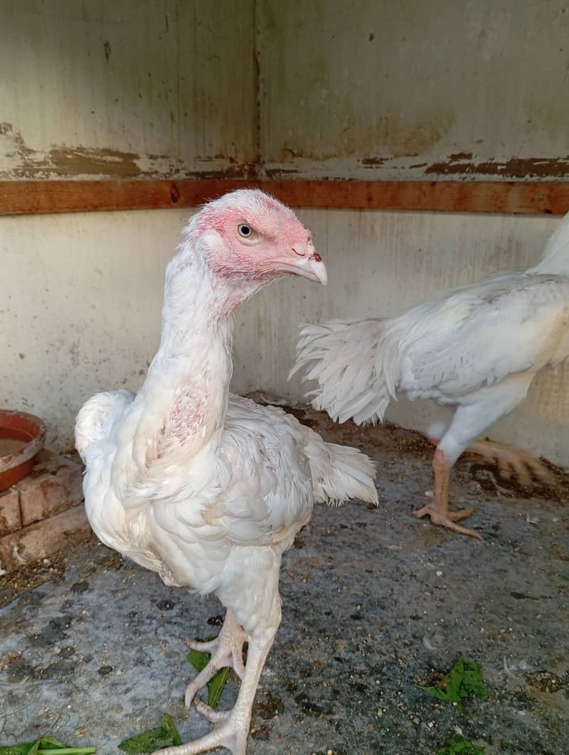 male pure white shamo female pure white kandhari 3