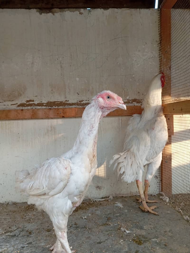 male pure white shamo female pure white kandhari 4