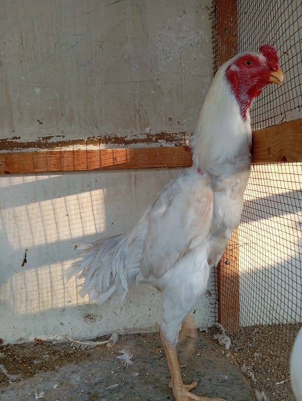 male pure white shamo female pure white kandhari 5