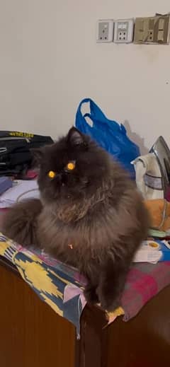 Persian cat pure Triple Coat extreme Punch Picky face