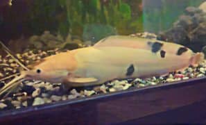 Marble Catfish , 3 Piece Tilapia , 1 Piece Tinfoil