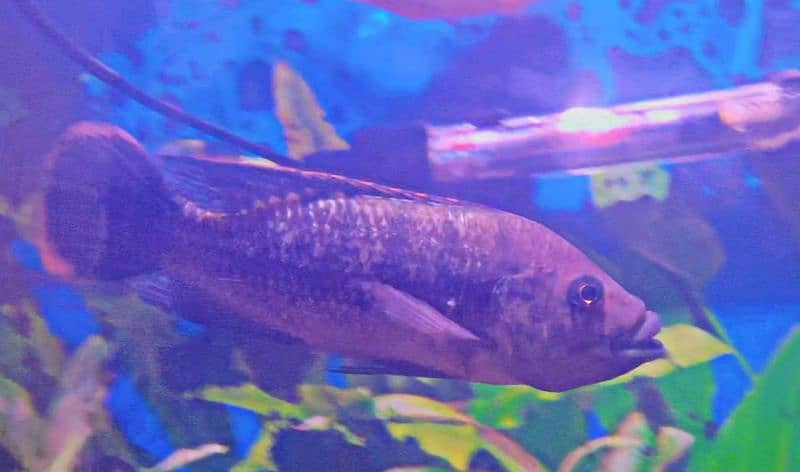 Marble Catfish , 3 Piece Tilapia , 1 Piece Tinfoil 2