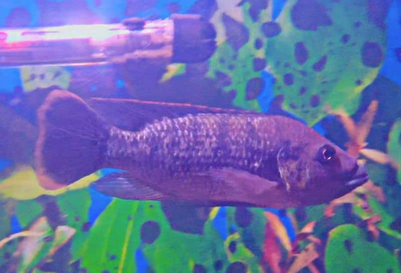 Marble Catfish , 3 Piece Tilapia , 1 Piece Tinfoil 3