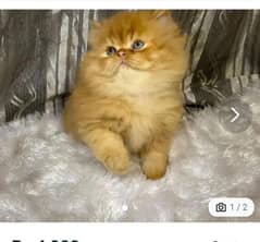 Persian cat for sale male or female my WhatsApp03292443631