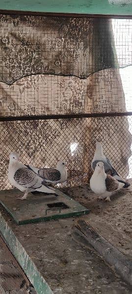 Breeder Sentinent pegion (German Tie)  Pairs for sale (Cherry & Blue) 1