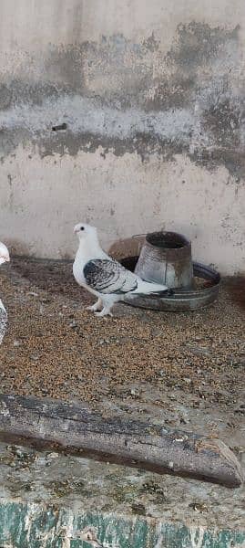 Breeder Sentinent pegion (German Tie)  Pairs for sale (Cherry & Blue) 2