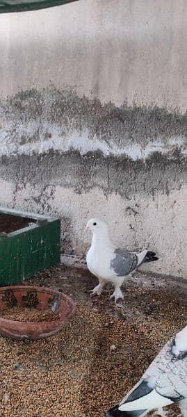 Breeder Sentinent pegion (German Tie)  Pairs for sale (Cherry & Blue) 3