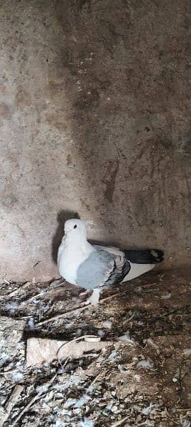 Breeder Sentinent pegion (German Tie)  Pairs for sale (Cherry & Blue) 4