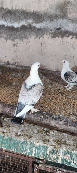 Breeder Sentinent pegion (German Tie)  Pairs for sale (Cherry & Blue) 6