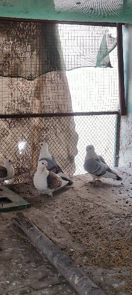 Breeder Sentinent pegion (German Tie)  Pairs for sale (Cherry & Blue) 7