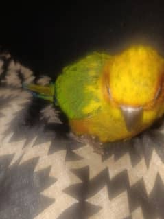 sun conure