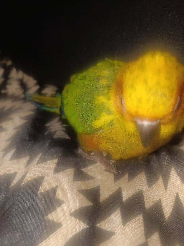 sun conure 0