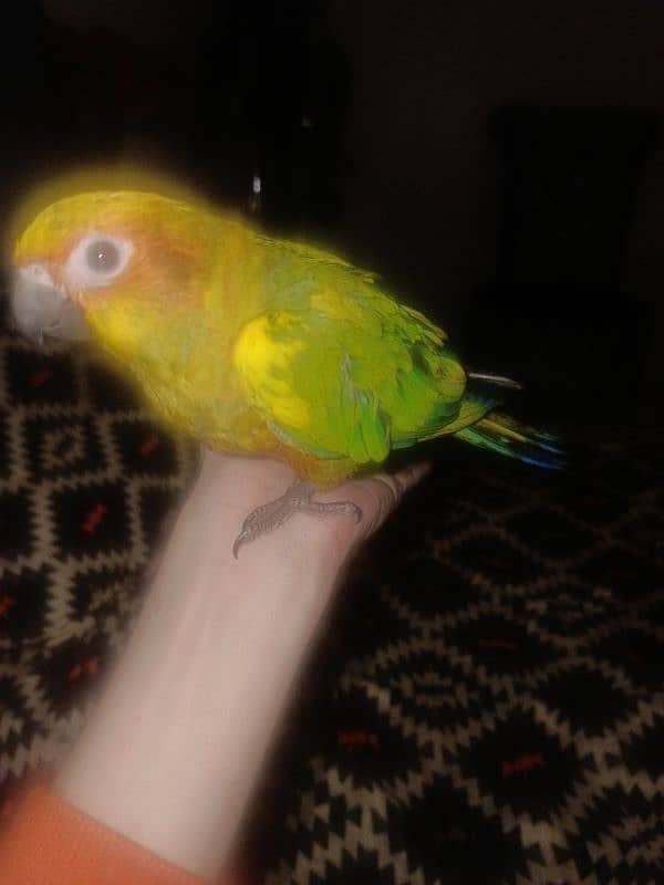 sun conure 1