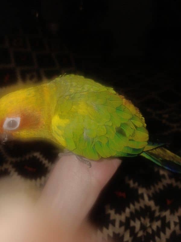 sun conure 2