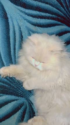 white Persian cat male .