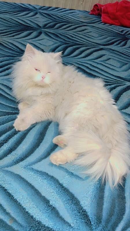 white Persian cat male . 2