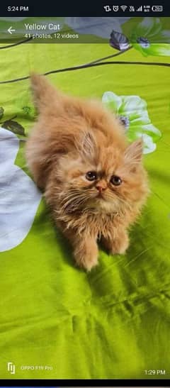 Persian cat for sale male or female my WhatsApp03292443631