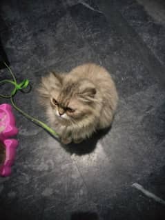 Persian cat/cat /Persian cat for sale /cat for sale