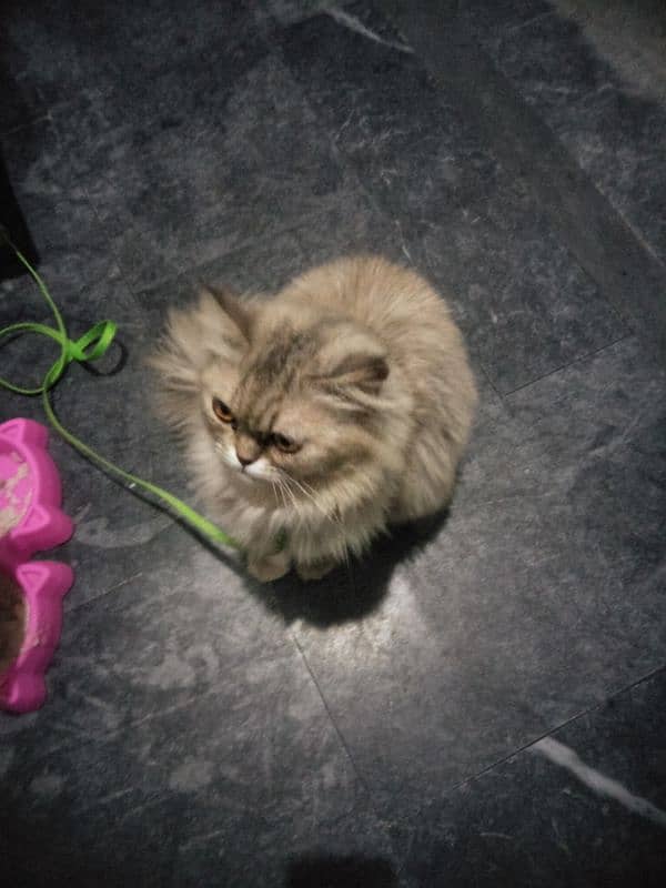 Persian cat/cat /Persian cat for sale /cat for sale 0