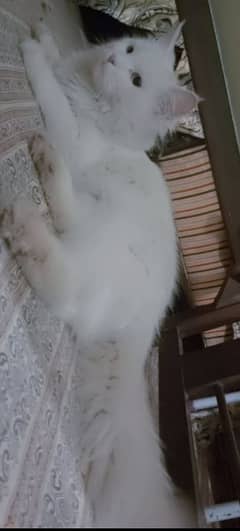 Persian double cotted white female and male in white and brown .