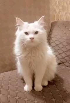 Persian double cotted white female and male in white and brown .