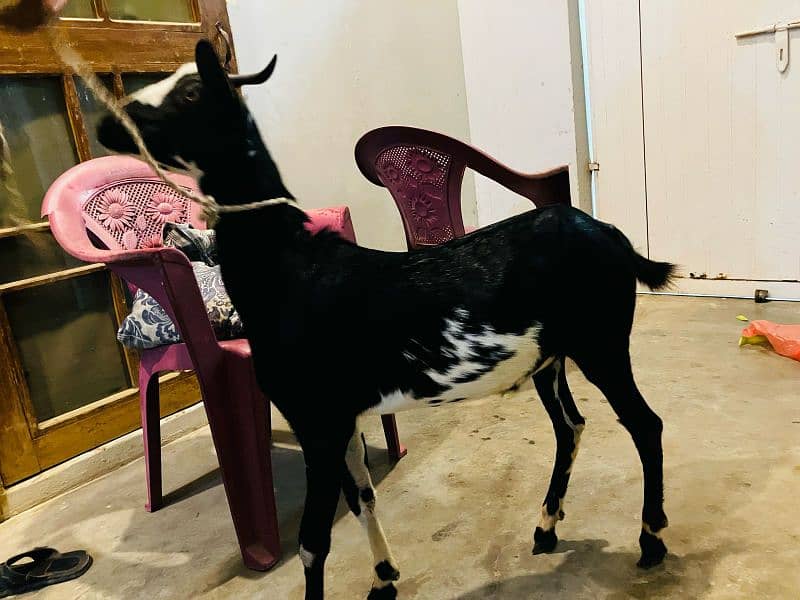 bakra khassi 2025 qurbani 1