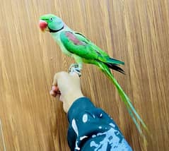 KASHMIRI RAW PARROT