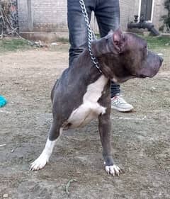 pitbull female for sale age 10 month