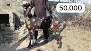 Bakri path for sale