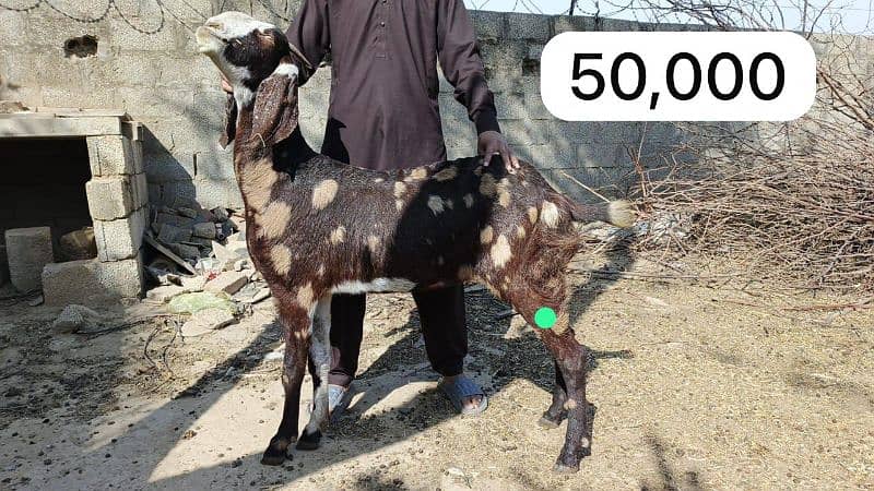 Bakri path for sale 0