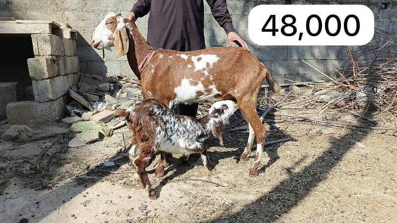 Bakri path for sale 4