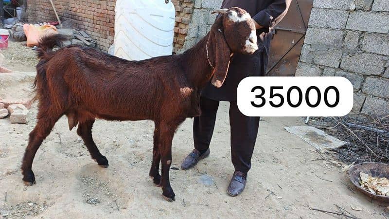 Bakri path for sale 5