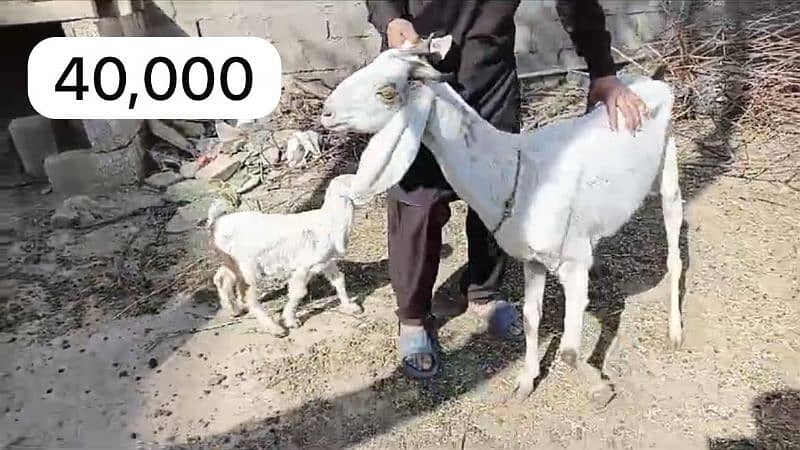 Bakri path for sale 9