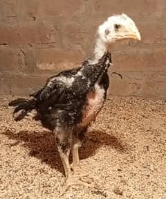 Black king shamo /king size/ pure aseel shamo murgha/high quality hen