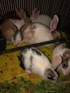 rabbits for sale