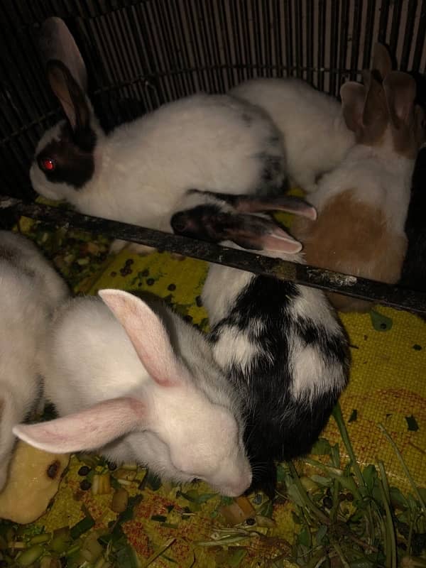 rabbits for sale 1