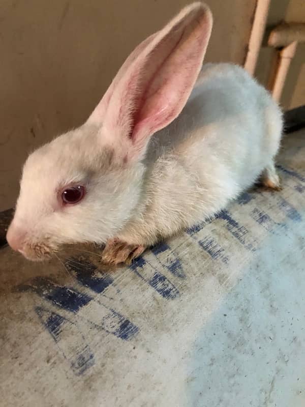 rabbits for sale 2