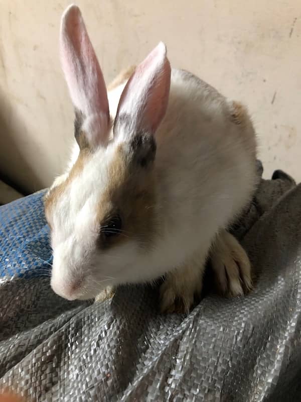 rabbits for sale 3