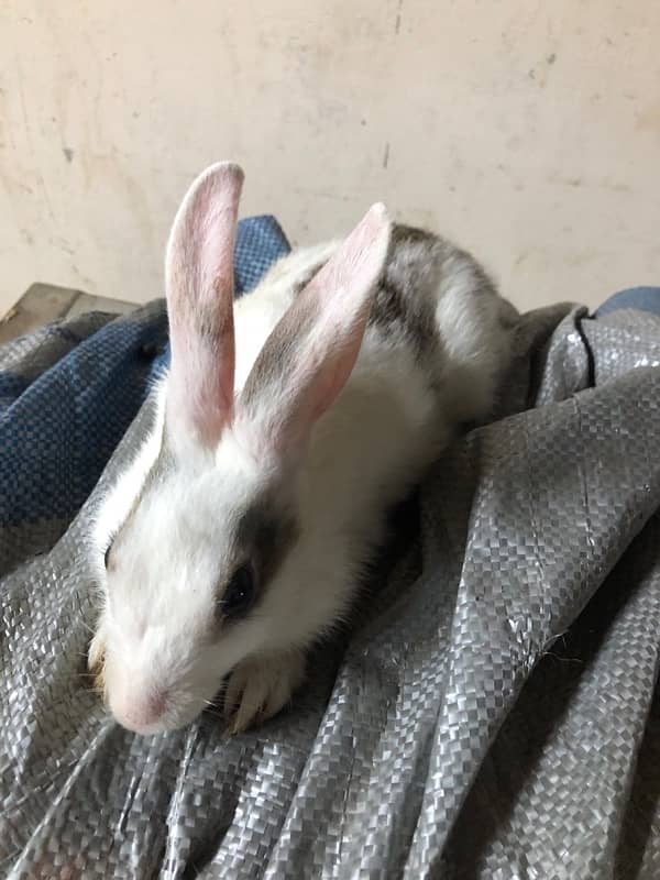 rabbits for sale 5