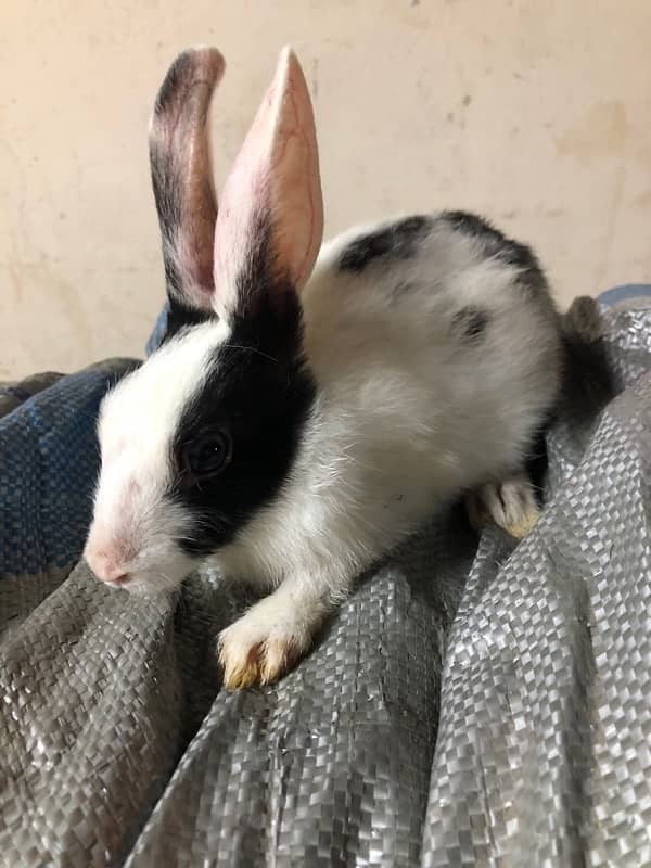 rabbits for sale 6