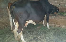 cow soony wali hai, 8-month 10 days ho gay hein,