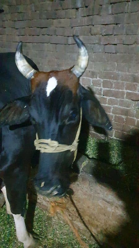 Cow | Shaiwali Cow | Gbhn Cow | Cow For Sale 1